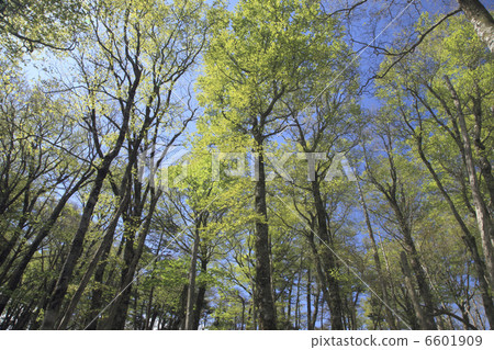 新鮮的綠色的麵包 6601909