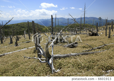 被寵壞的雲杉和itosasu起源 6601913