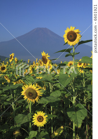 Sunflower and Mt. Fuji 6601921