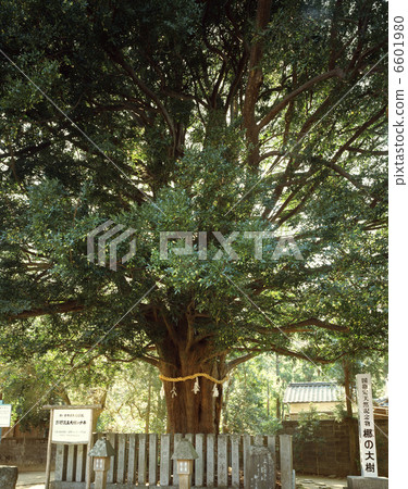 Kumano Hayatake神社的Nagi(國立自然) Kumano Hayatake神社的Nagi(國立自然) 6601980