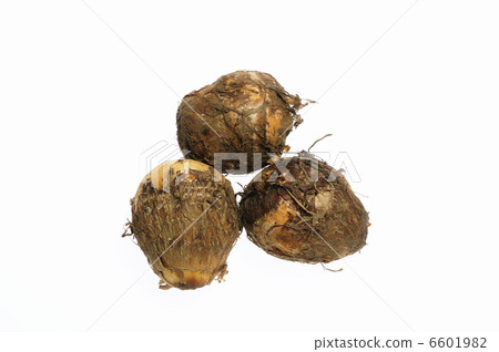 芋頭在白背 芋頭在白背 6601982