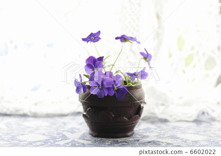 在木船的花蝴蝶花 在木船的花蝴蝶花 6602022