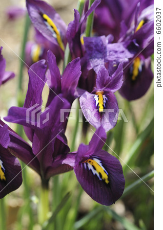 Iris·Leticiata'Jay d'Art'花 Iris·Leticiata'Jay d'Art'花 6602037
