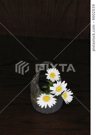 Flower North Pole in a pottery pot 6602039