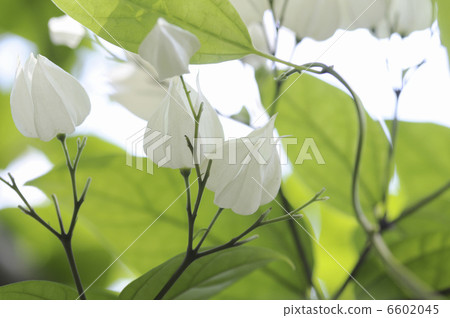 Benkei naughty flower 6602045