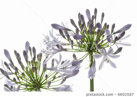 插花，百子蓮 6602087