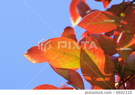 秋天的樹葉 6602128