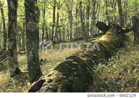 生苔下落的樹和新綠色 6602129