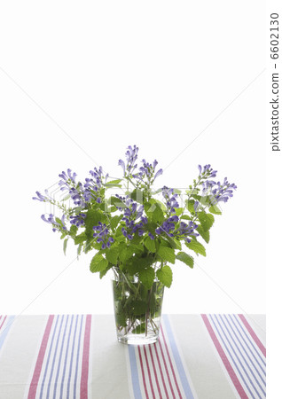 插花 插花 6602130