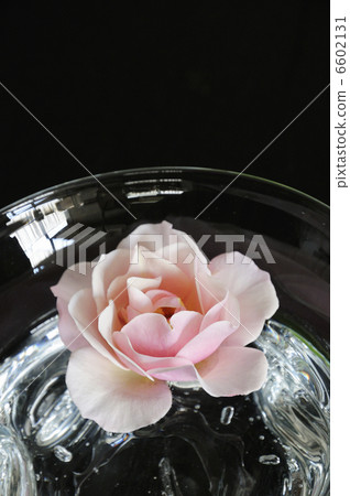 桃紅色玫瑰在水罐開花 6602131