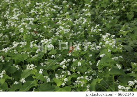 蕎麥花 6602140