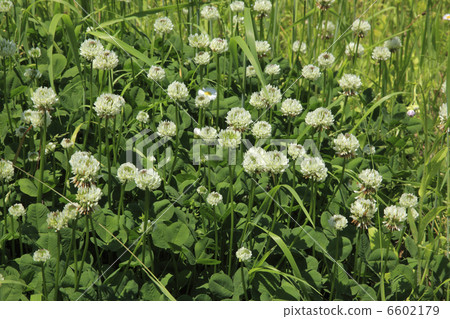 白三葉草 6602179