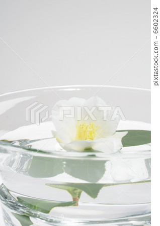 在水罐的白色山茶花花 在水罐的白色山茶花花 6602324
