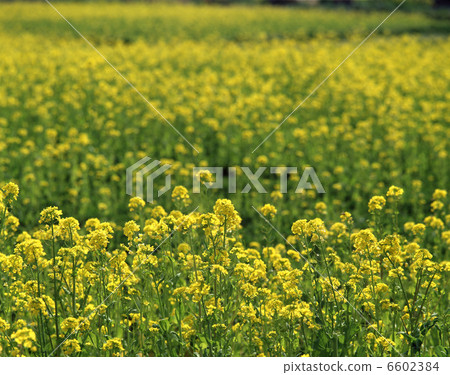 Nanohana領域 6602384