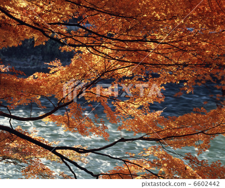 秋葉和宇治河流 秋葉和宇治河流 6602442