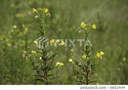 月見草 月見草 6602444