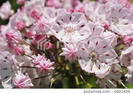 Flowers of Kalmire 6602488