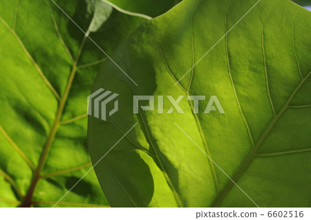 leaf  6602516