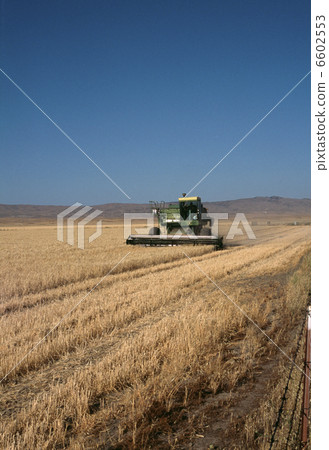Wheat field Wheat field 6602553