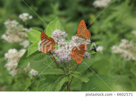 黃芪和松鼠猴 6602571