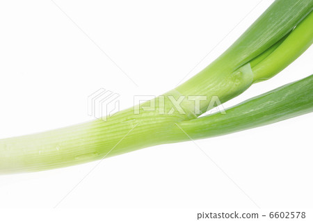 White on green back 6602578