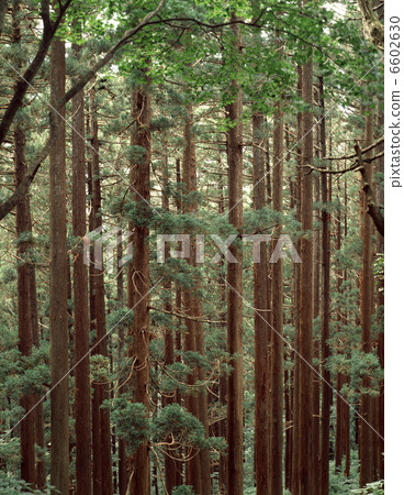 Cedar forest of Haguroyama 6602630