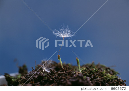 蒲公英發芽 6602672