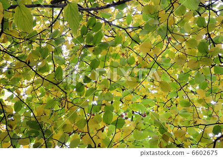 秋天的樹葉 6602675