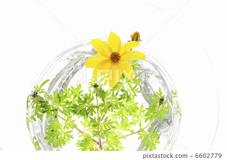 Winter cosmos in the aquarium on white back 6602779