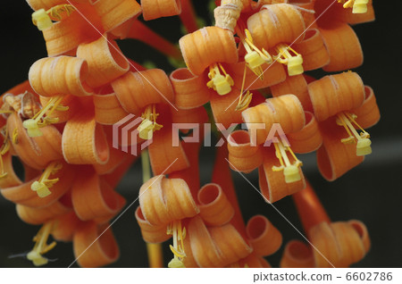 Pyrostegia Benusta花 Pyrostegia Benusta花 6602786