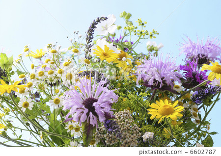 Arrangement of herbal flowers Arrangement of herbal flowers 6602787