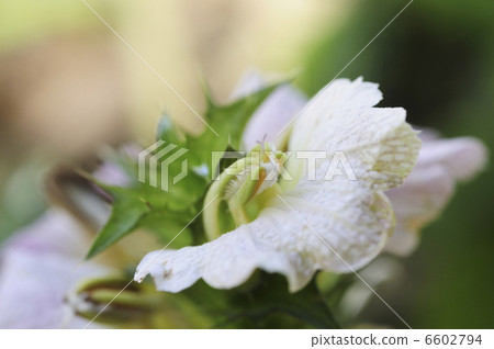 Acanthus montanus flowers 6602794