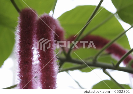 Benihimonoki花 6602801