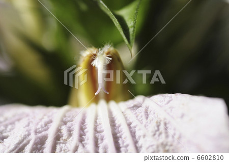 Acanthus montanus flowers 6602810