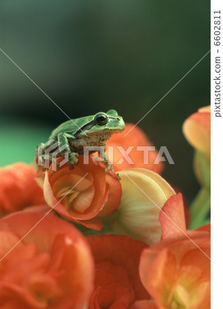 Begonia and Japanese frogs Begonia and Japanese frogs 6602811