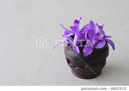 Flower silane in trees Flower silane in trees 6602818