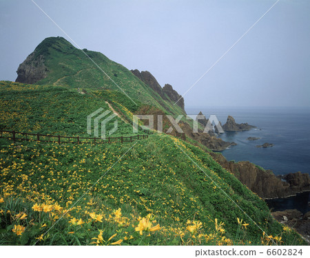 Ohno Tortoise的Kivana甘草 6602824