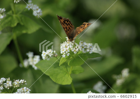 蕎麥花和Kitateta 蕎麥花和Kitateta 6602915