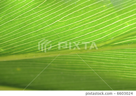 leaf leaf 6603024