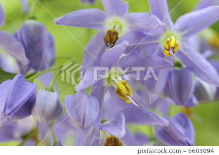 Flowers of Solanum and Seafosianum 6603094