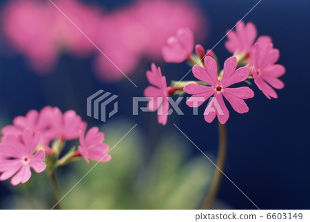 報春花 報春花 6603149