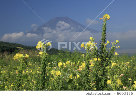 Matsuyoshiga和富士山 Matsuyoshiga和富士山 6603156