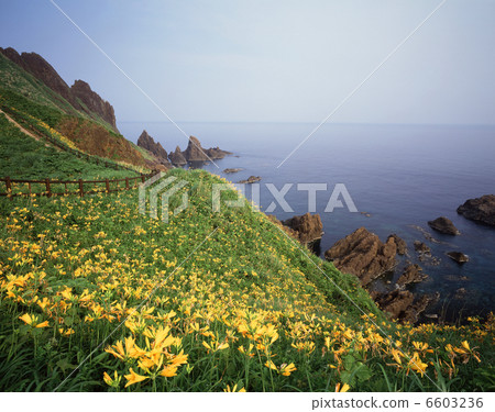 Ohno Tortoise's Kivana licorice Ohno Tortoise's Kivana licorice 6603236