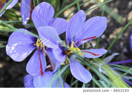 Saffron flower 6603293