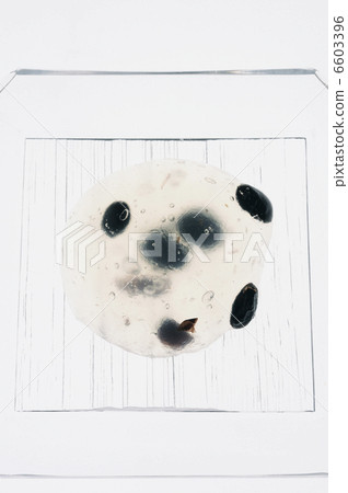Japanese confectionary black bean kuzumi mochi placed in a glass container 6603396