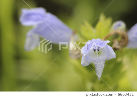 Musharindo flowers 6603431