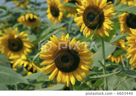 向日葵 6603440