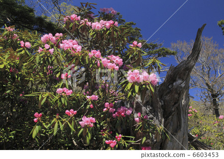 Rhododendron 6603453