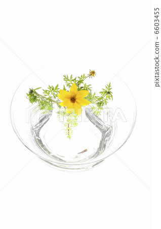 Winter cosmos in the aquarium on white back 6603455