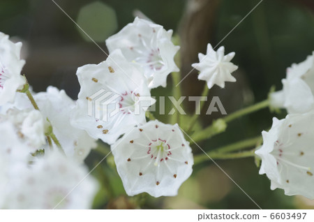 Flowers of Kalmire 6603497